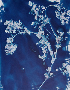 Blossum used to create cyanotype print
